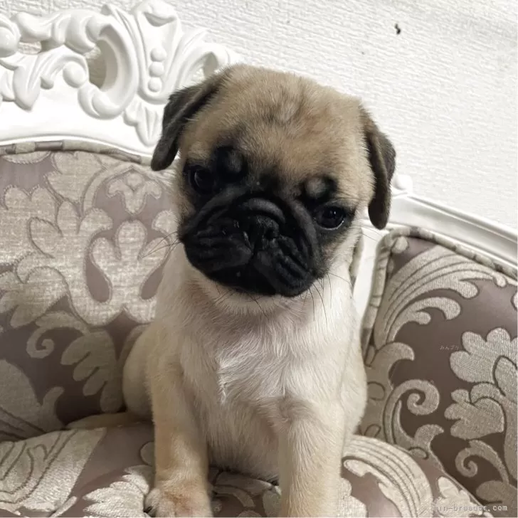 ID:2507-07947の子犬