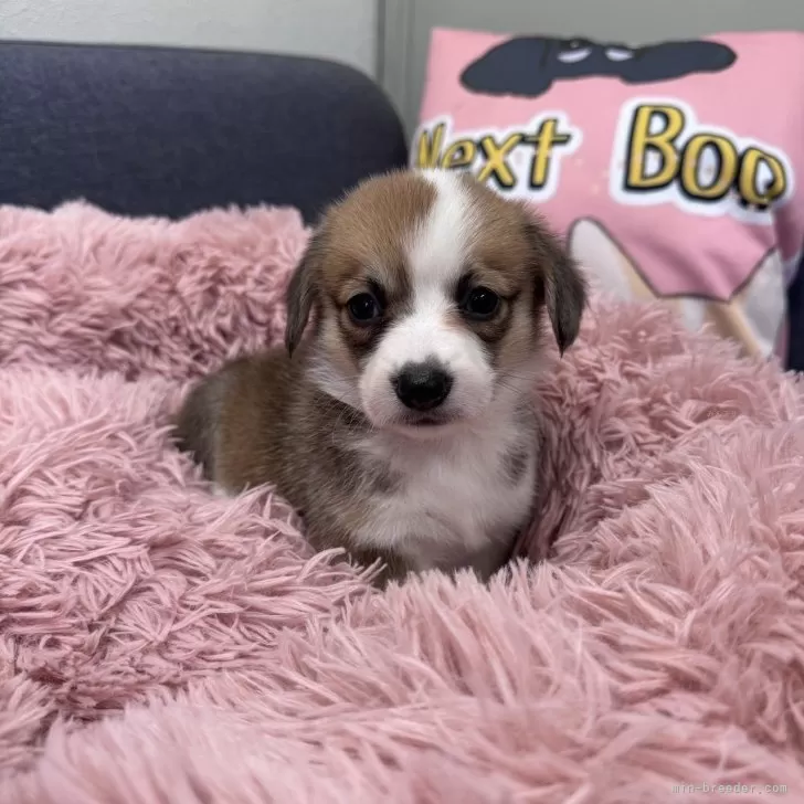 ID：2411-07768の子犬