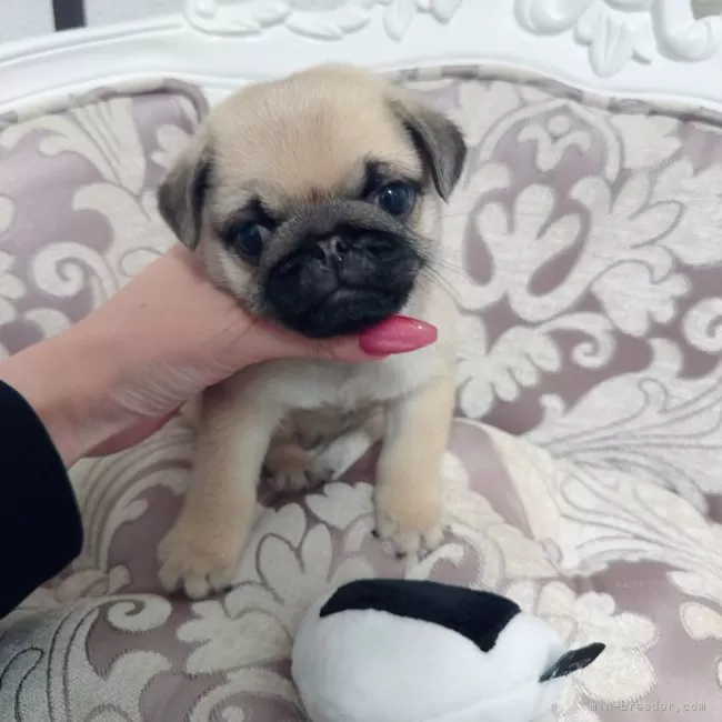 ID:2507-03536の子犬