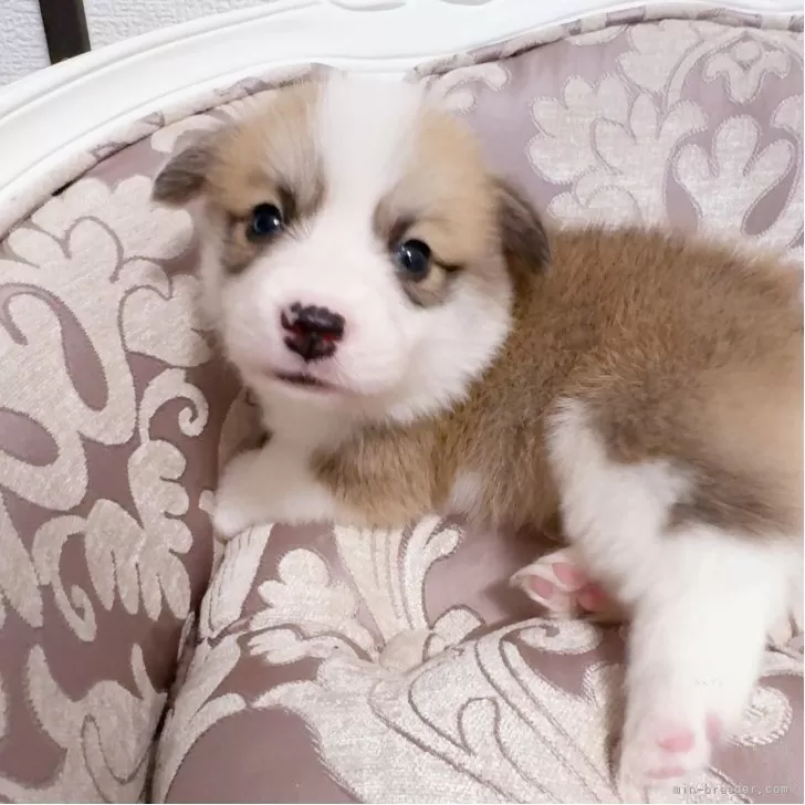 ID：2507-04557の子犬