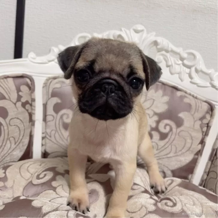 ID:2508-02480の子犬