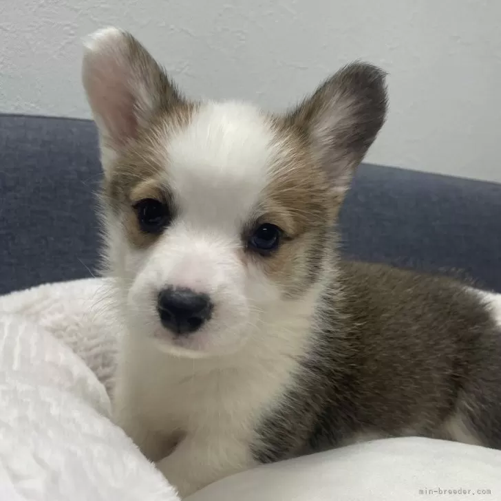 ID:2411-05250の子犬