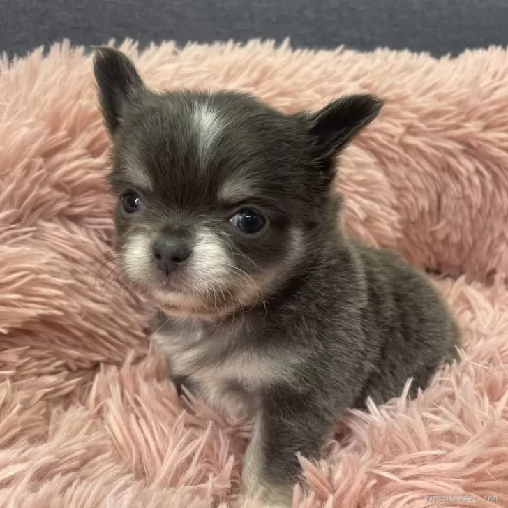 ID：2502-05833の子犬