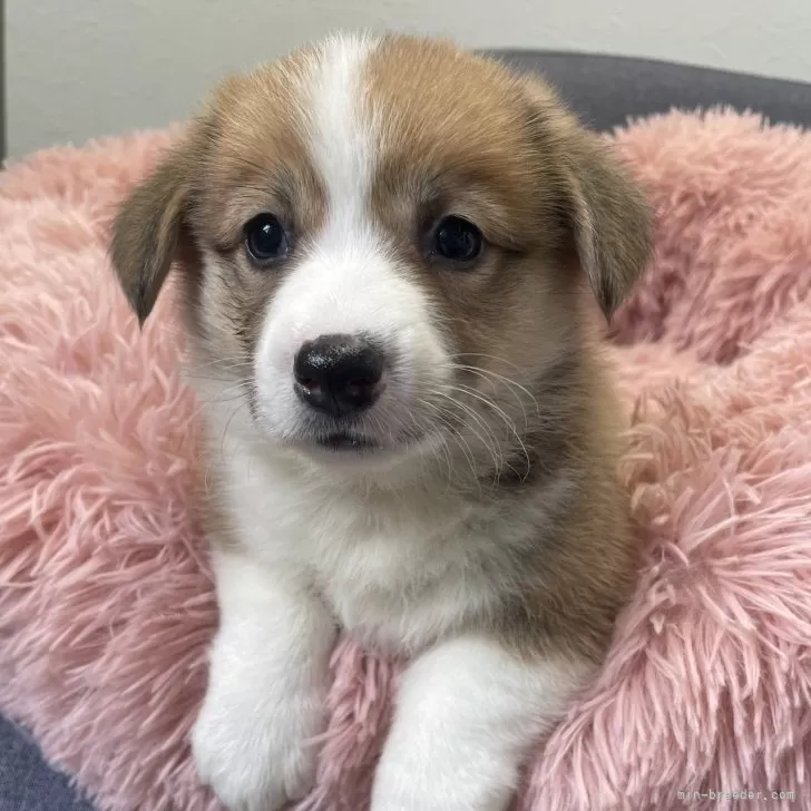 ID：2501-03658の子犬