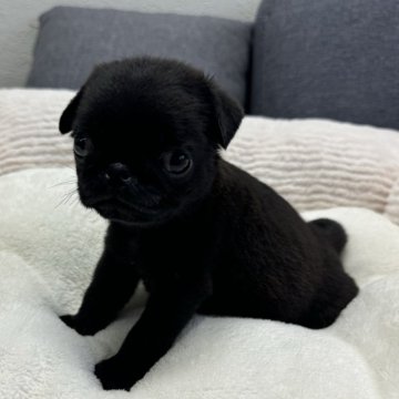 パグ【香川県・女の子・2025年1月21日・ブラック】の写真「遺伝子検査ok 小さめのブラックの女の子」