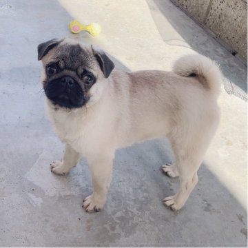 パグ【香川県・男の子・2025年5月25日・フォーン】の写真「今すぐお散歩もOK！両親チャンピオン」