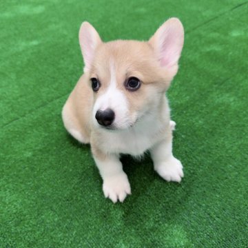 ウェルシュ・コーギー・ペンブローク【香川県・男の子・2025年9月24日・レッドアンドホワイト】の写真「血統良し！抜群の可愛さです。」