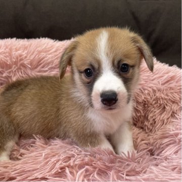 ウェルシュ・コーギー・ペンブローク【香川県・男の子・2025年4月19日・レッドアンドホワイト】の写真「両親遺伝子検査クリア！フルカラー！」