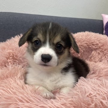 ウェルシュ・コーギー・ペンブローク【香川県・女の子・2025年1月4日・トライ】の写真「とても綺麗な女の子 両親遺伝子クリア」