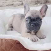 フレンチブルドッグ