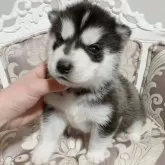 シベリアンハスキー