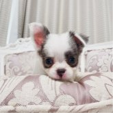 チワワ(ロング)