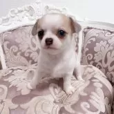 チワワ(スムース)