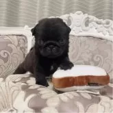 パグ
