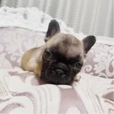 フレンチブルドッグ