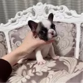 フレンチブルドッグ