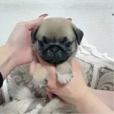 パグ