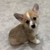 ウェルシュ・コーギー・ペンブローク