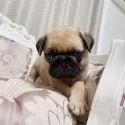 パグ【香川県・男の子・2025年8月5日・フォーン】の写真5