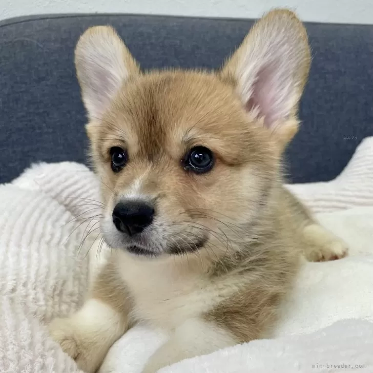 ID:2410-03327の子犬