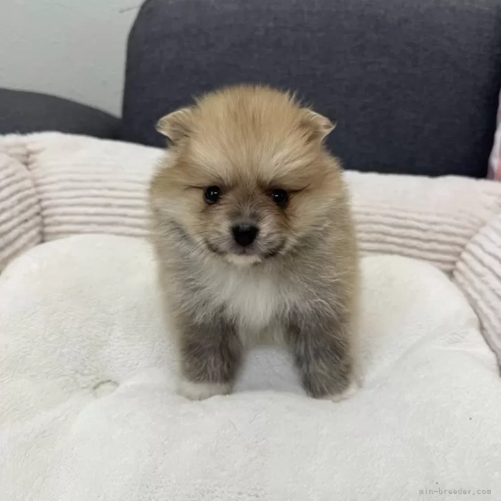 ID:2410-06479の子犬
