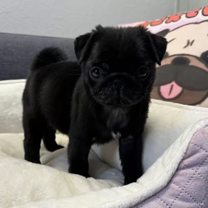 ID：2407-07356の子犬