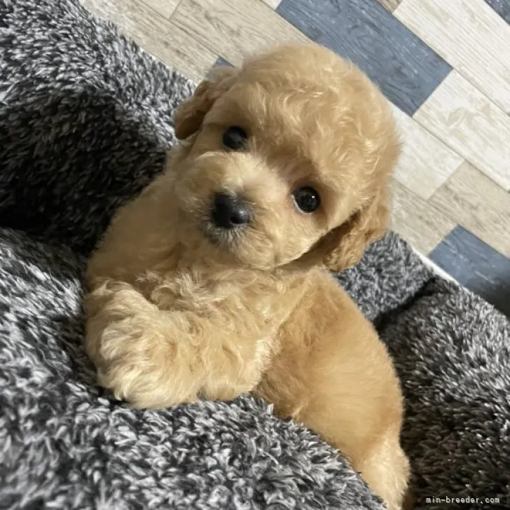 ID：2308-04324の子犬