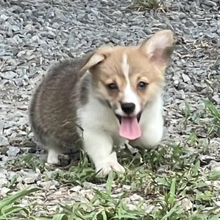 ID:2308-05386の子犬