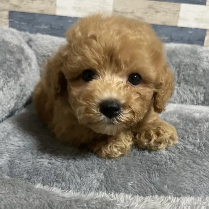 ID:2308-05212の子犬