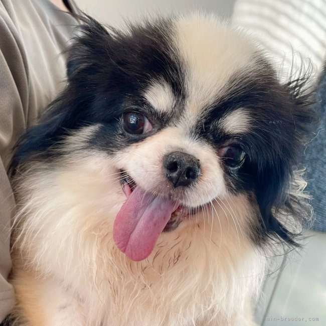 チワワ(ロング)【・男の子・2019年5月15日・ブラックタン&ホワイト】