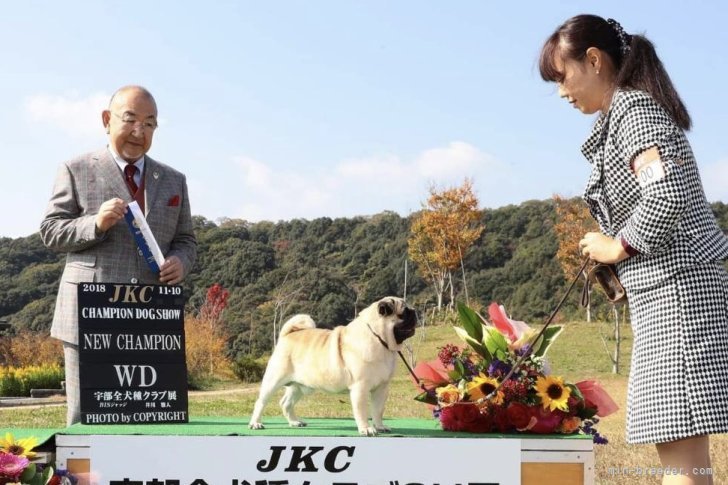 パグ【・男の子・2016年6月7日・フォーン】