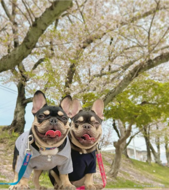 タン(まろ)が大きく形の綺麗な子達が揃ってます❣️｜田川　清香(たがわ　さやか)ブリーダー(愛知県・フレンチブルドッグ・KC登録)の紹介写真6