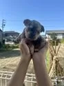 フレンチブルドッグ【愛知県・女の子・2025年5月20日・チョコマールタン】の写真13