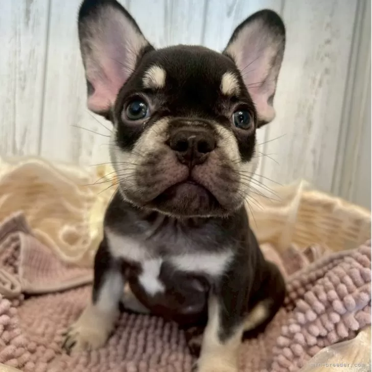 K.H 様のお迎えした子犬