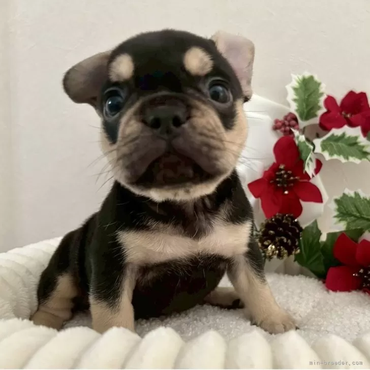 フレンチブルドッグ【愛知県・女の子・2025年10月6日・ブラック&amp;タン】の写真1