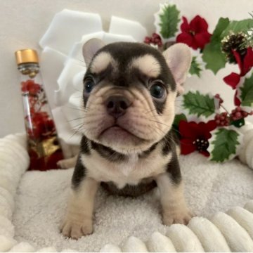 フレンチブルドッグ【愛知県・男の子・2025年10月6日・チョコ&タン】の写真「王タン&マスクレス,最高峰の男の子💯🏆🌟」