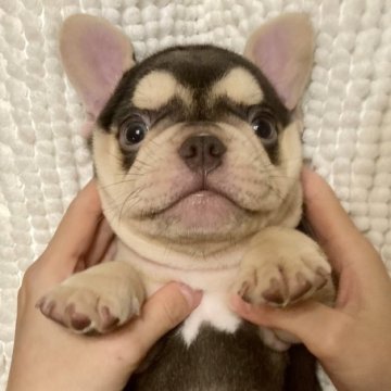 フレンチブルドッグ【愛知県・男の子・2025年10月6日・チョコ&タン】の写真「王タン&マスクレス,最高峰の男の子💯🏆🌟」