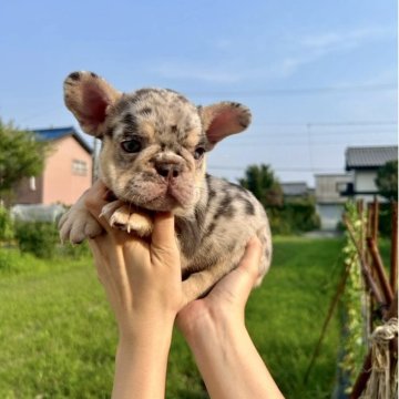 フレンチブルドッグ【愛知県・女の子・2025年5月20日・チョコマールタン】の写真「兄妹で1番色の薄いレアカラーの女の子🎀✨」
