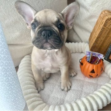 フレンチブルドッグ【愛知県・女の子・2025年8月16日・フォーン】の写真「お顔のバランスがいい女の子🎀」