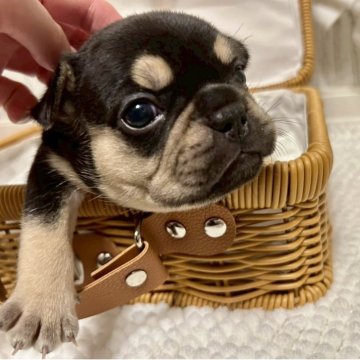 フレンチブルドッグ【愛知県・女の子・2025年10月6日・ブラック&タン】の写真「タンが大きく形が綺麗なハイクオリティな女の子🎀」