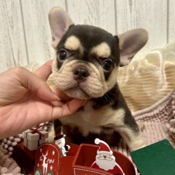 フレンチブルドッグ【愛知県・男の子・2025年10月6日・チョコ&タン】の写真「王タン&マスクレス,最高峰の男の子💯🏆🌟」