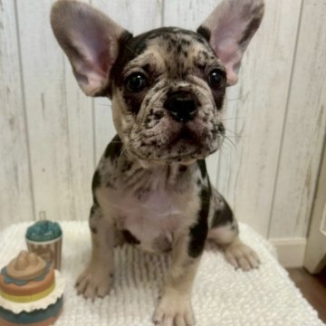 フレンチブルドッグ【愛知県・女の子・2025年8月12日・ブルーマール&タン】の写真「童顔で鼻ぺちゃ,レアカラーの女の子🎀」