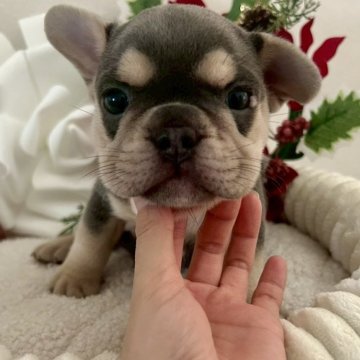 フレンチブルドッグ【愛知県・男の子・2025年10月6日・ライラック&タン】の写真「王タン👑マスクレスのハイクオリティな男の子🧸✨」
