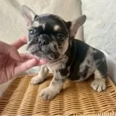 フレンチブルドッグ