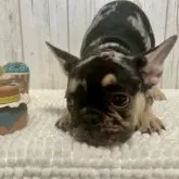 フレンチブルドッグ