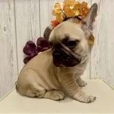 フレンチブルドッグ