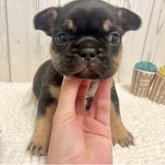 フレンチブルドッグ