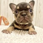 フレンチブルドッグ