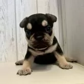 フレンチブルドッグ【愛知県・女の子・2025年10月6日・ブラック&タン】の写真9