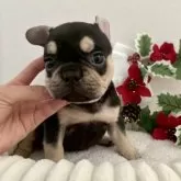 フレンチブルドッグ【愛知県・女の子・2025年10月6日・ブラック&タン】の写真5